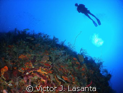  deep view in the G point dive site in parguera area,,,,c... by Victor J. Lasanta 